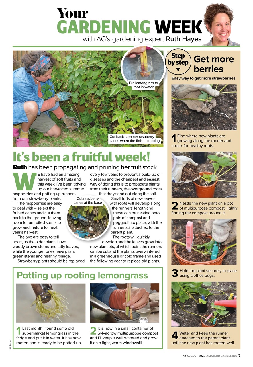 Amateur Gardening Preview Pages