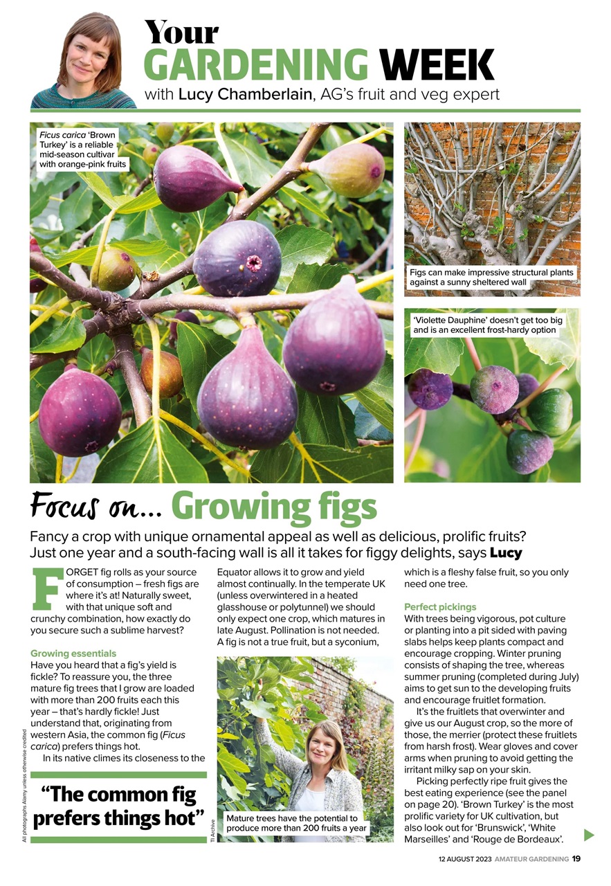 Amateur Gardening Preview Pages