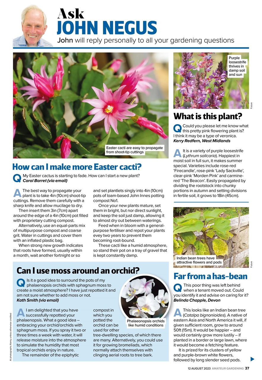 Amateur Gardening Preview Pages