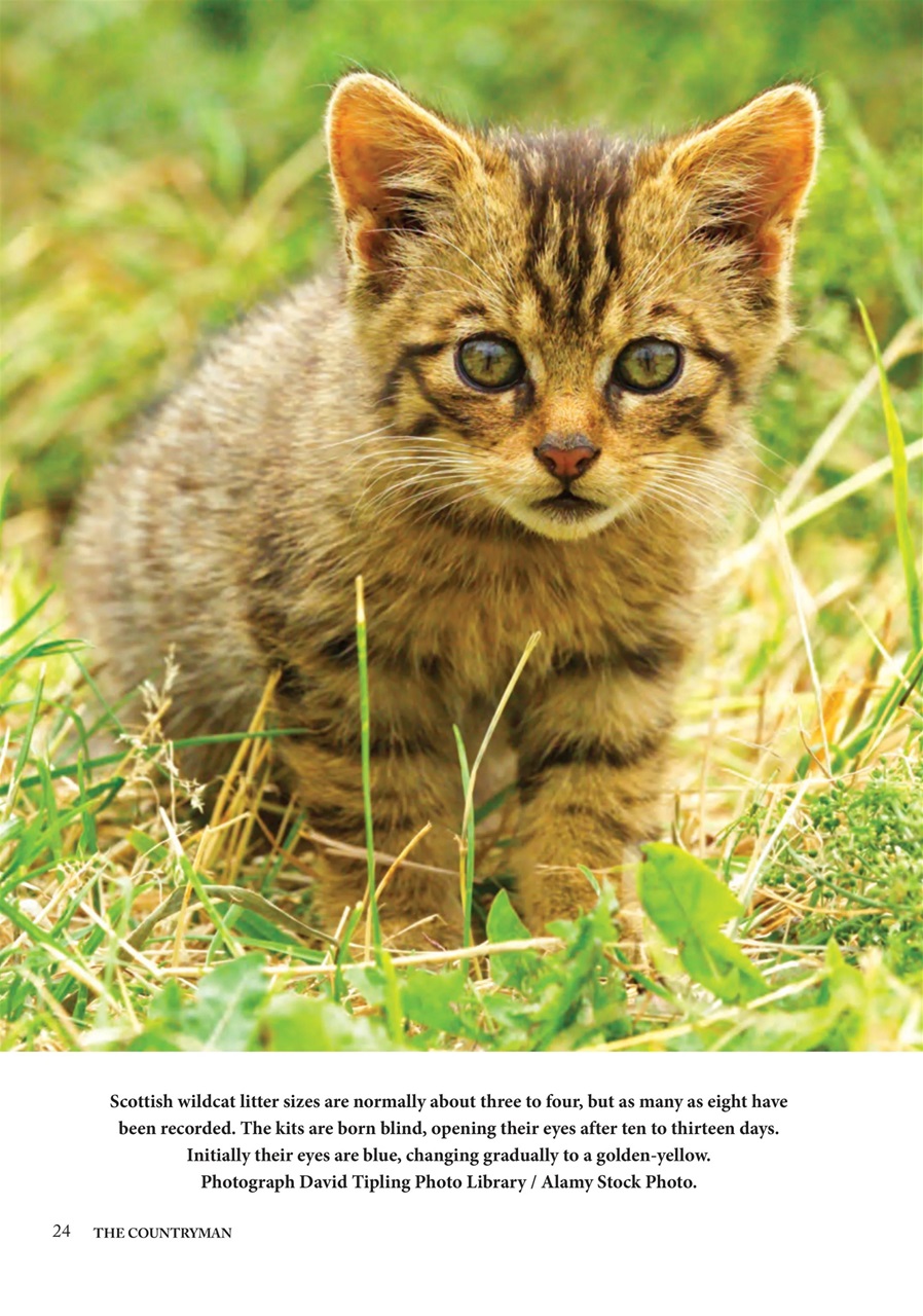 The Countryman Preview Pages