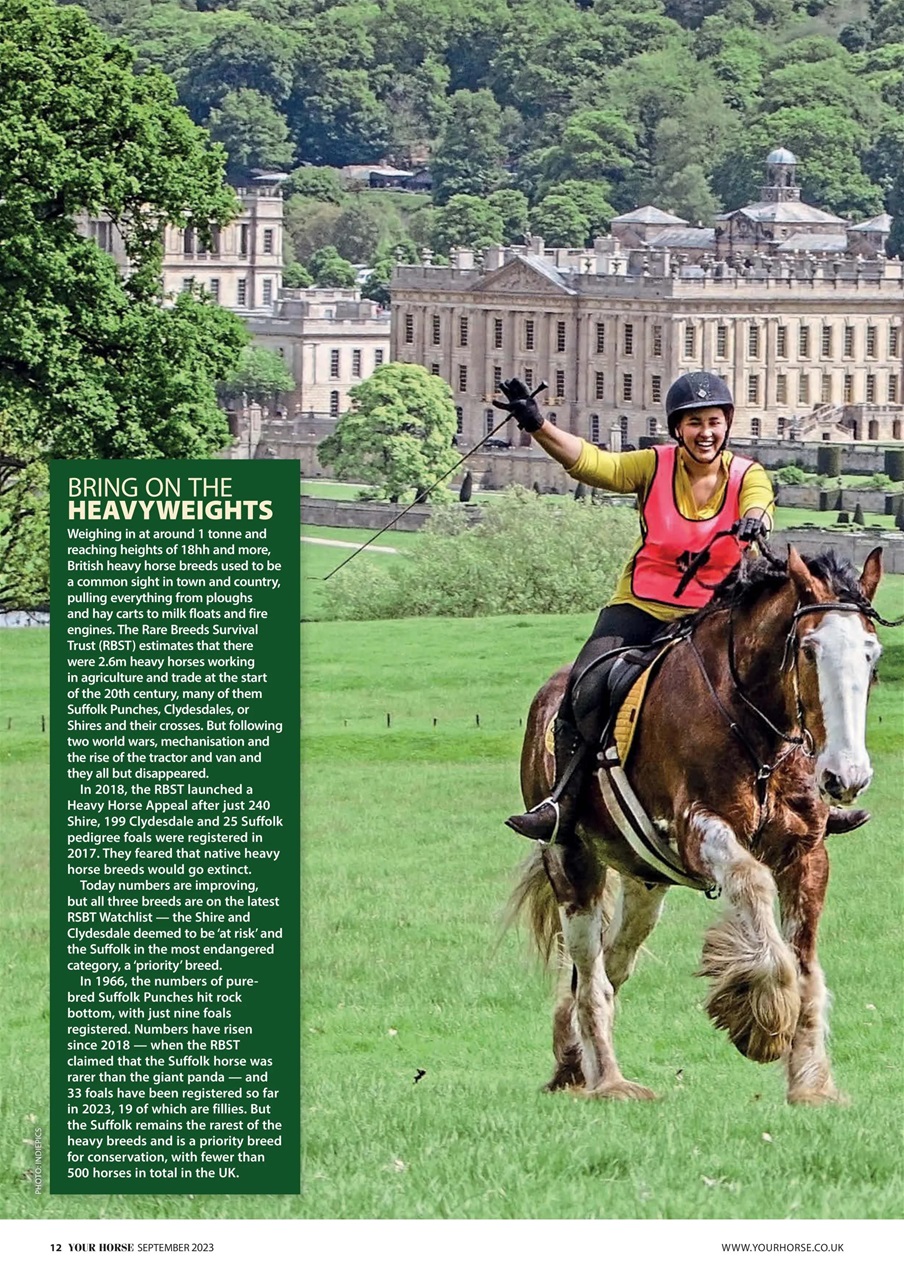 Your Horse Preview Pages