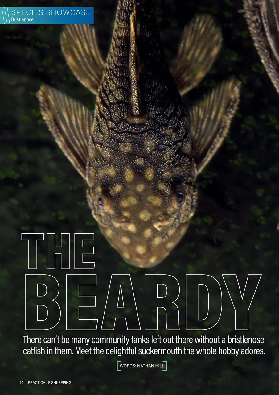 Practical Fishkeeping Preview Pages