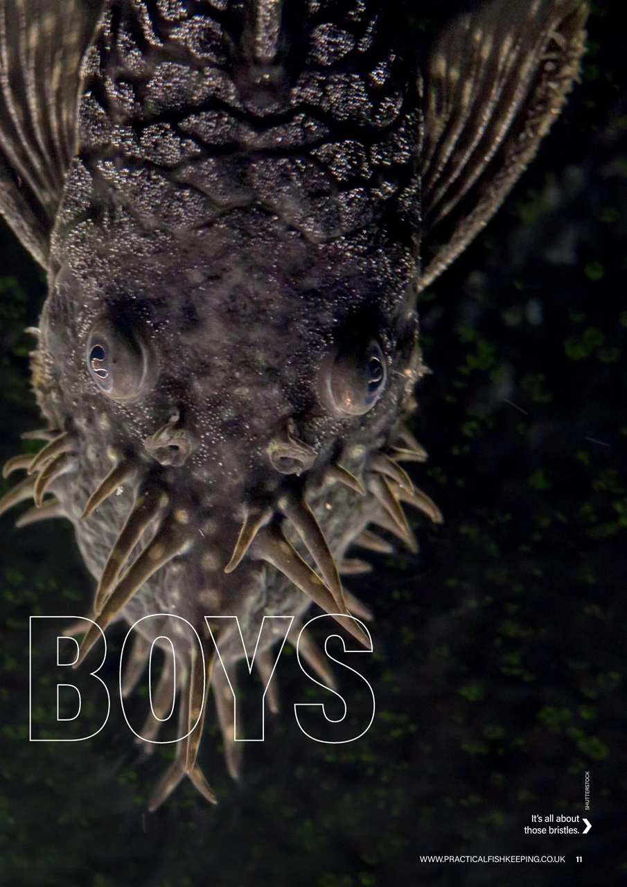 Practical Fishkeeping Preview Pages