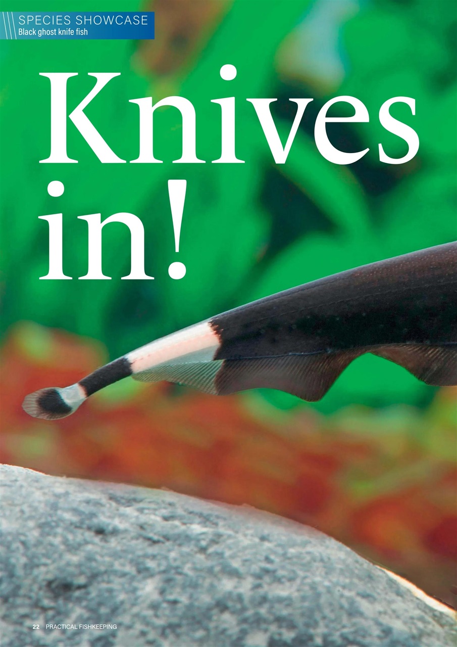 Practical Fishkeeping Preview Pages