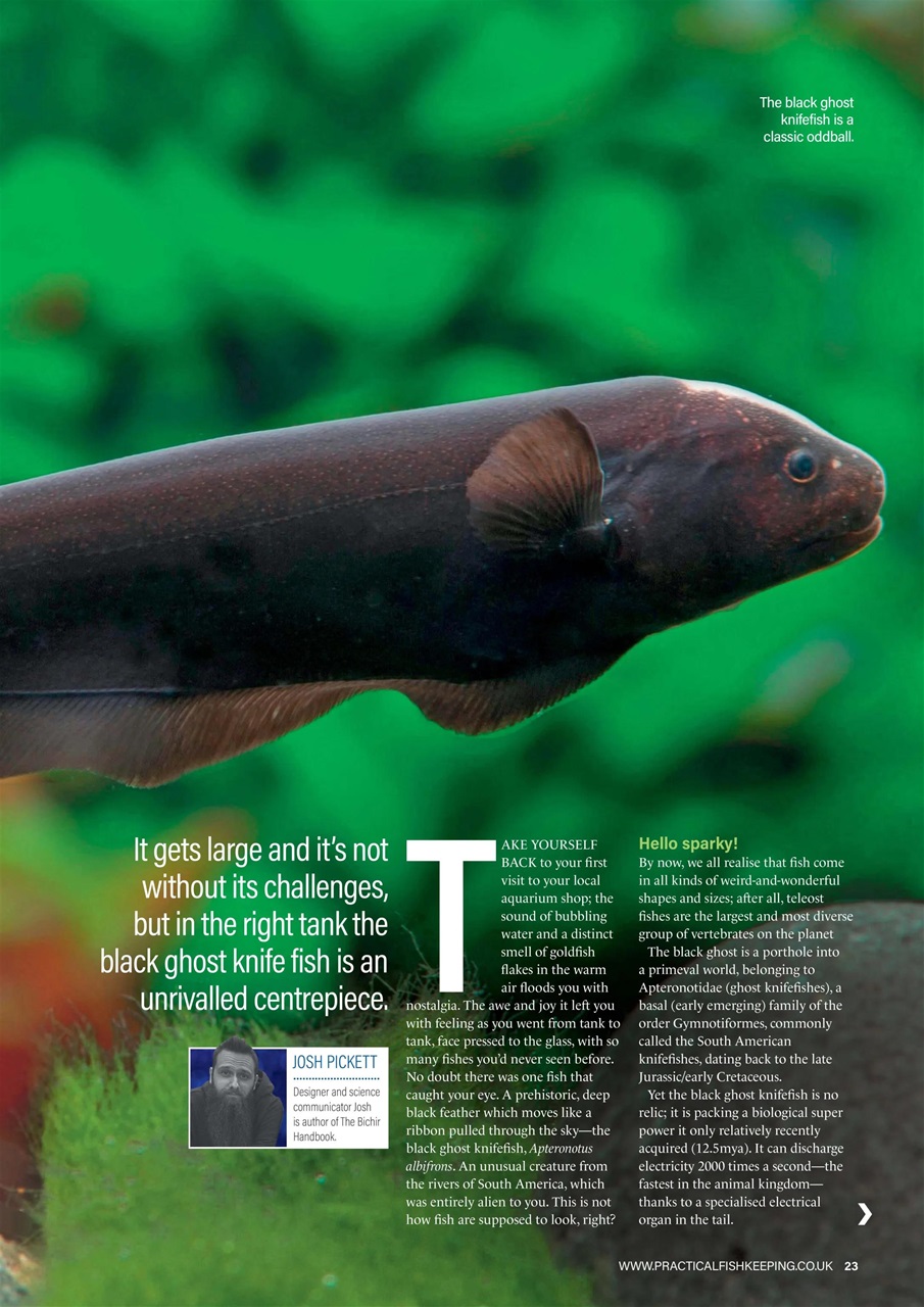 Practical Fishkeeping Preview Pages