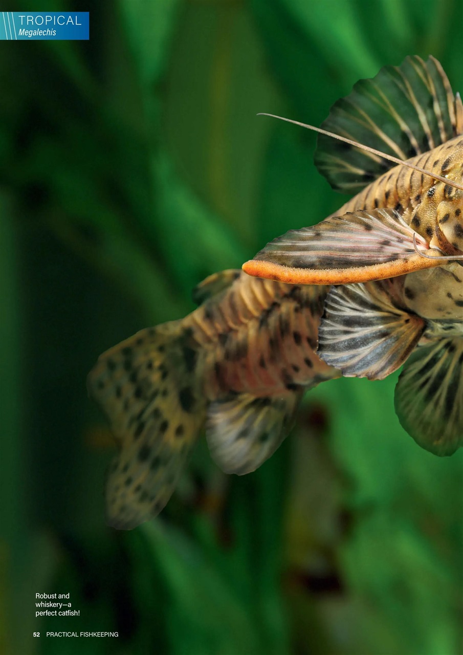 Practical Fishkeeping Preview Pages