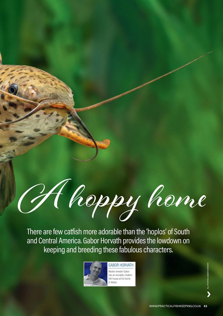 Practical Fishkeeping Preview Pages