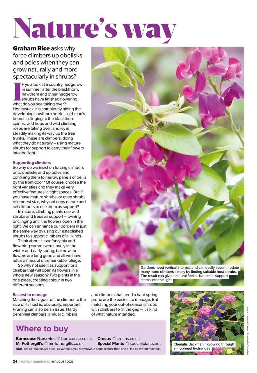 Amateur Gardening Preview Pages