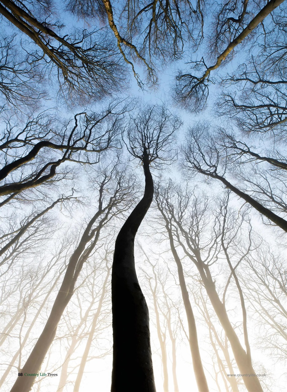 Country Life Bookazine Preview Pages