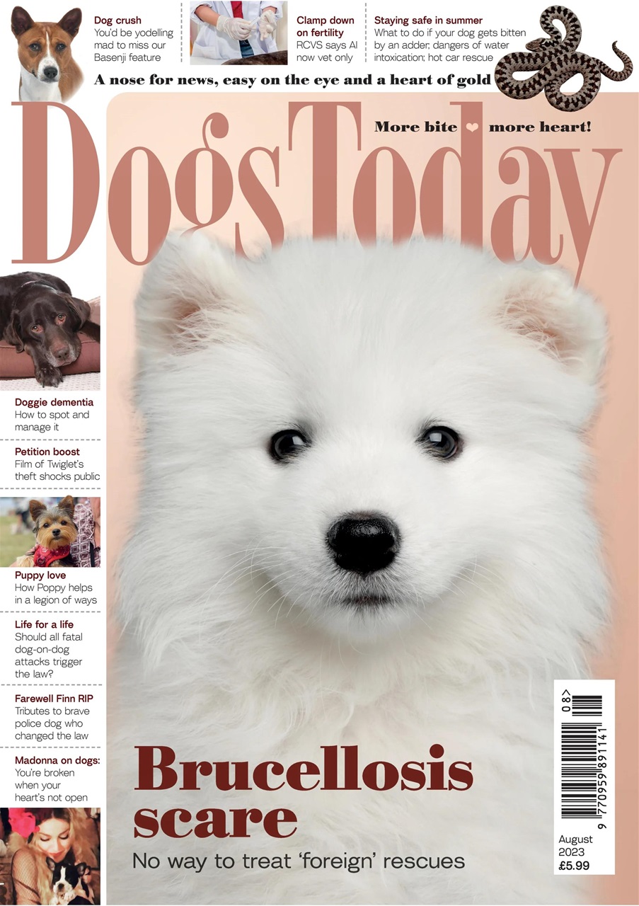 Dogs Today Magazine Preview Pages