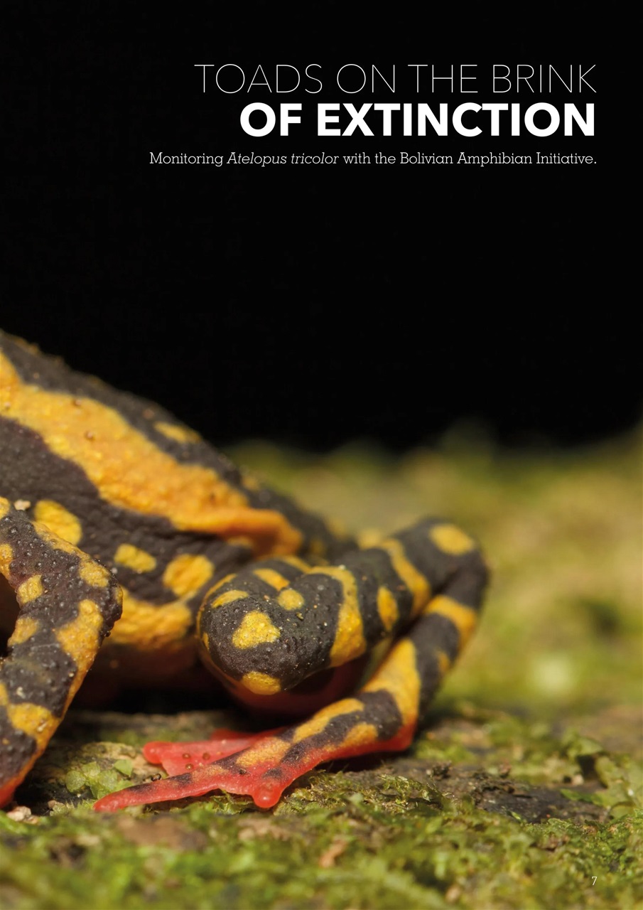 Exotics Keeper Preview Pages