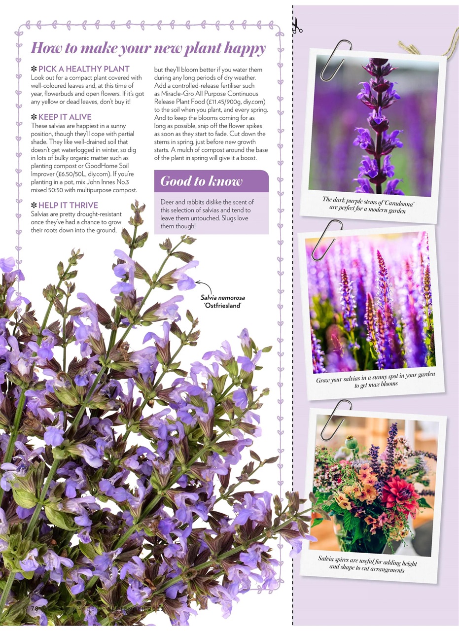 Modern Gardens Preview Pages