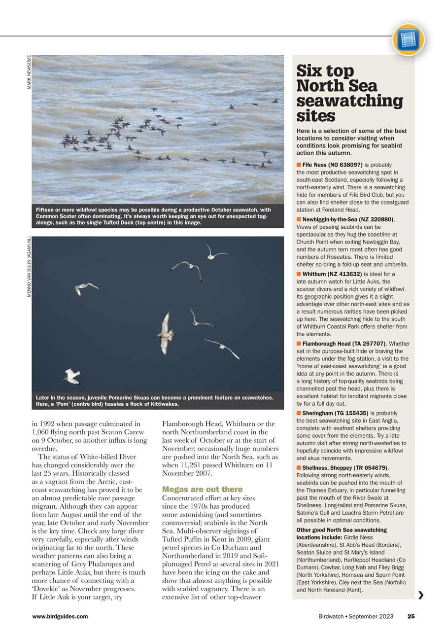 Birdwatch Magazine Preview Pages