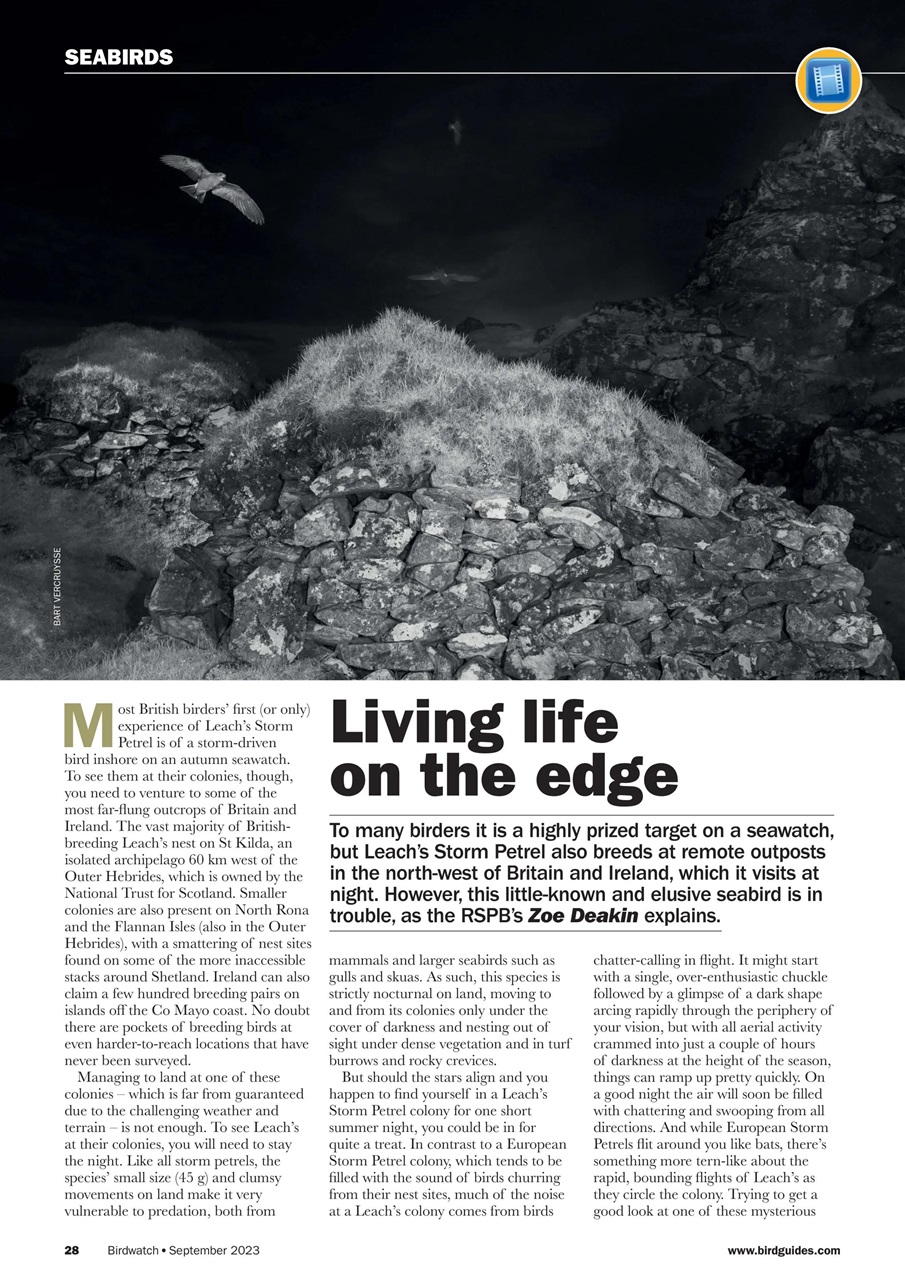 Birdwatch Magazine Preview Pages