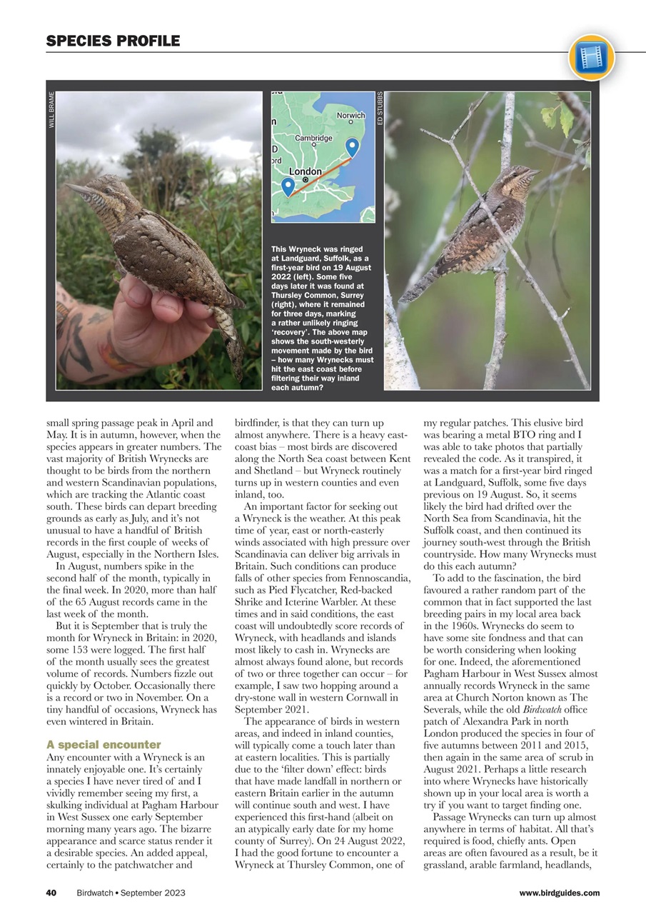 Birdwatch Magazine Preview Pages