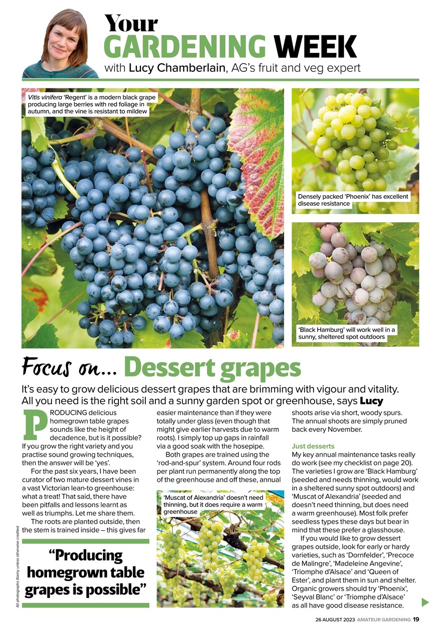 Amateur Gardening Preview Pages