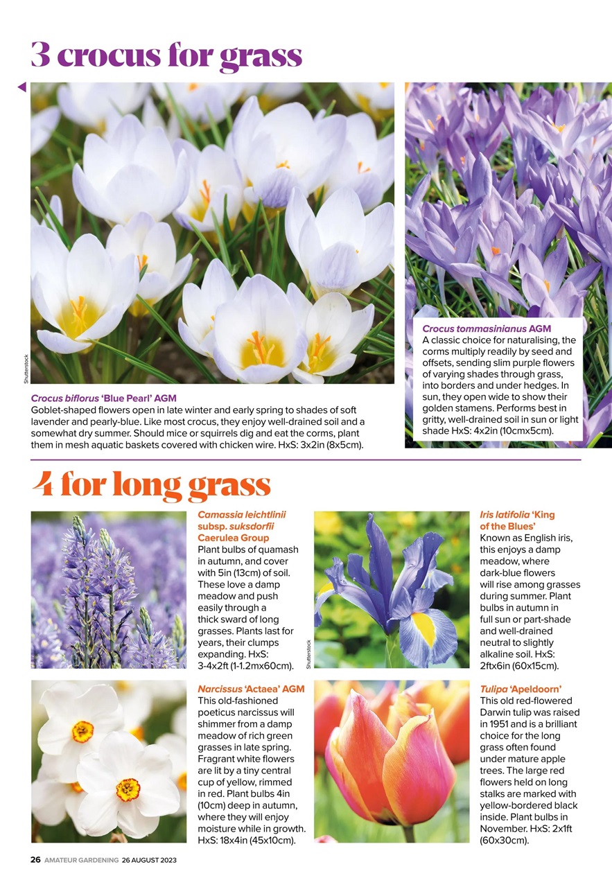 Amateur Gardening Preview Pages