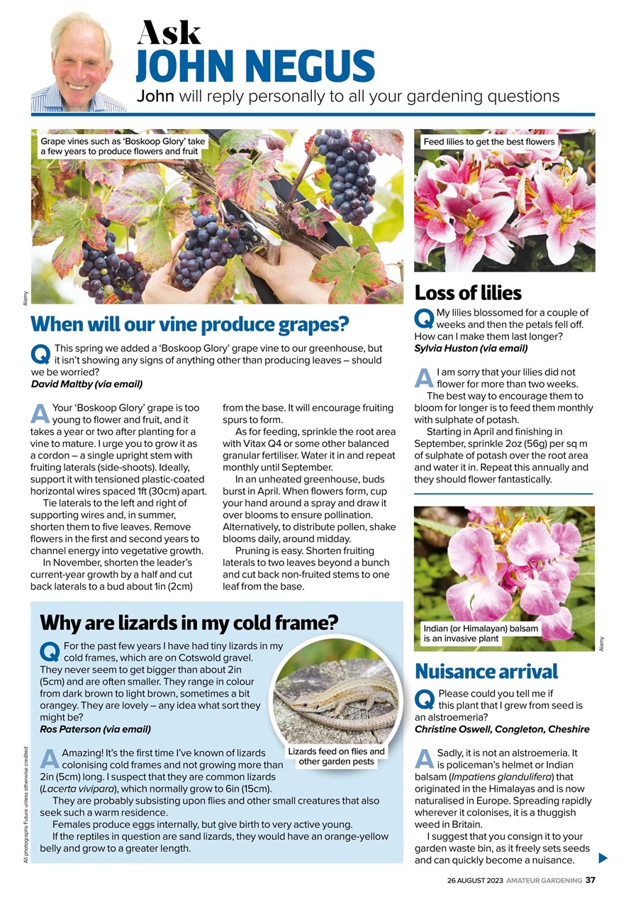 Amateur Gardening Preview Pages