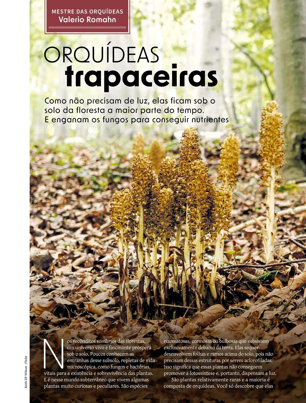 Natureza Preview Pages