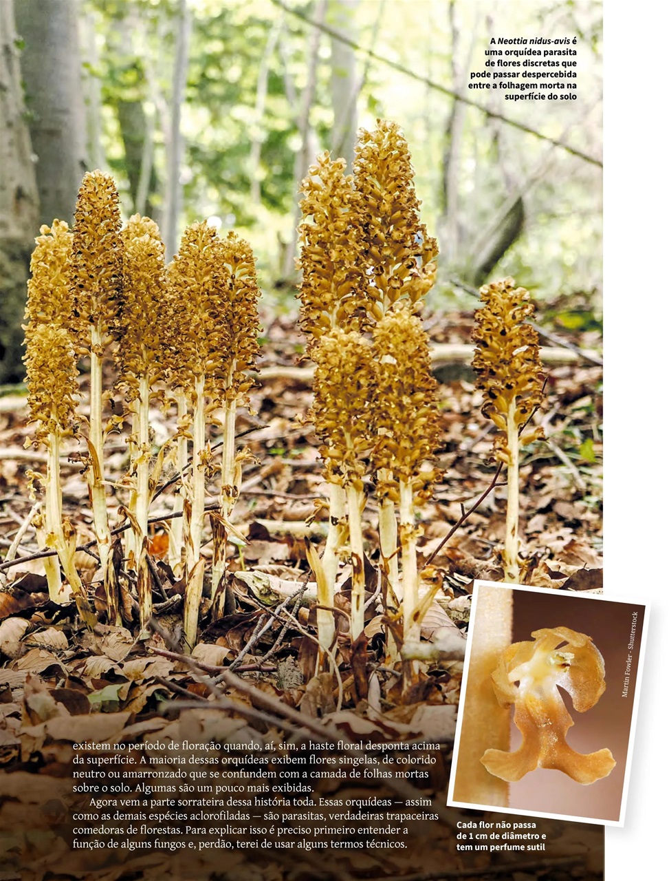 Natureza Preview Pages
