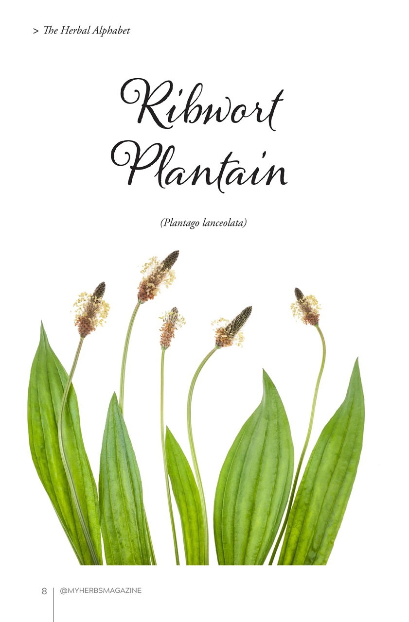 My Herbs Magazine Preview Pages