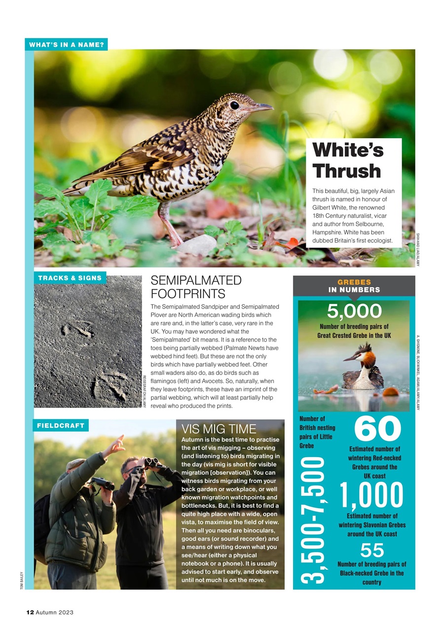 Bird Watching Preview Pages