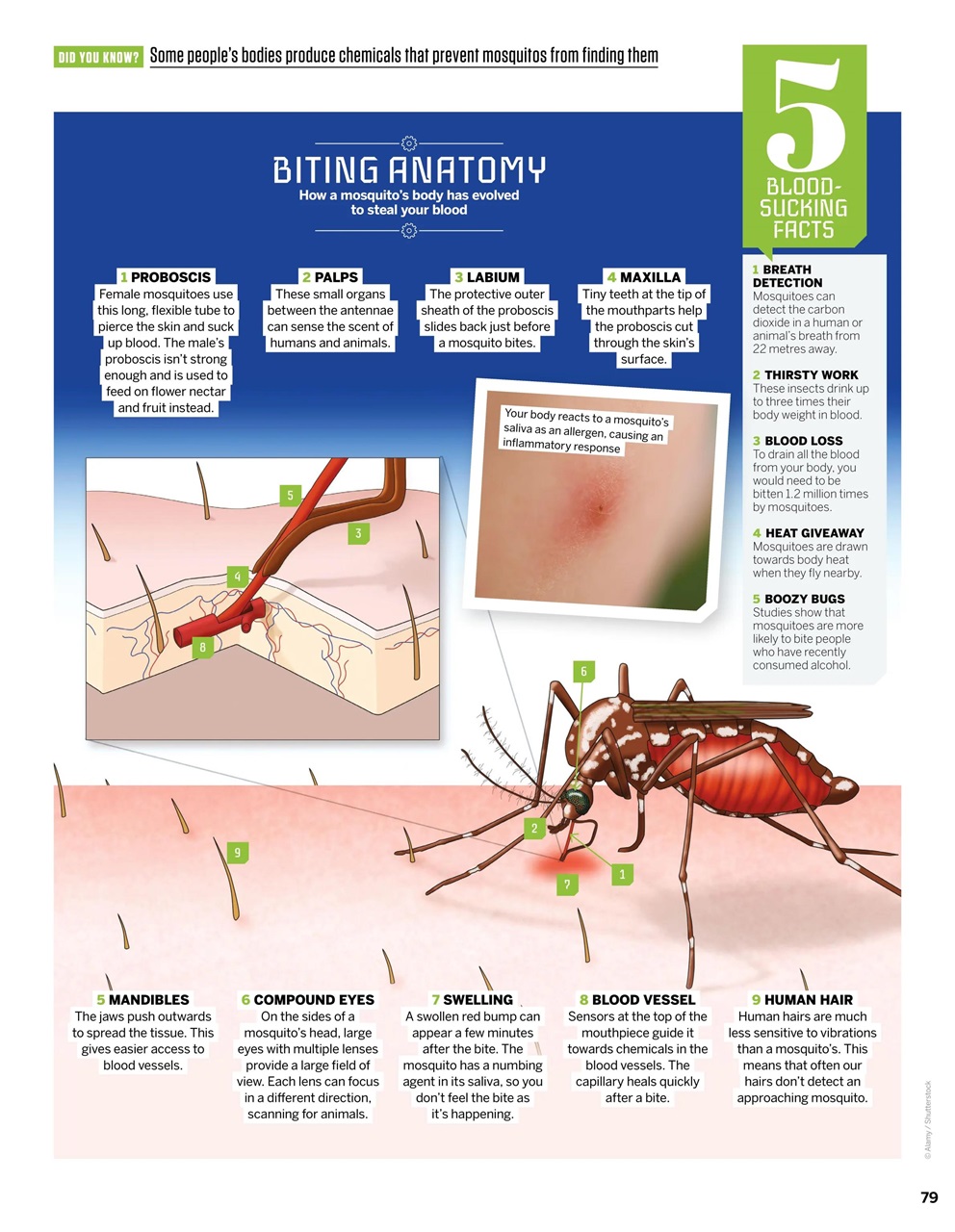 How It Works Preview Pages