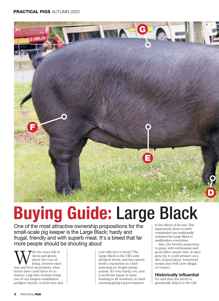 Practical Pigs Preview Pages