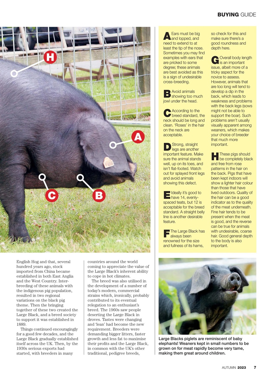 Practical Pigs Preview Pages