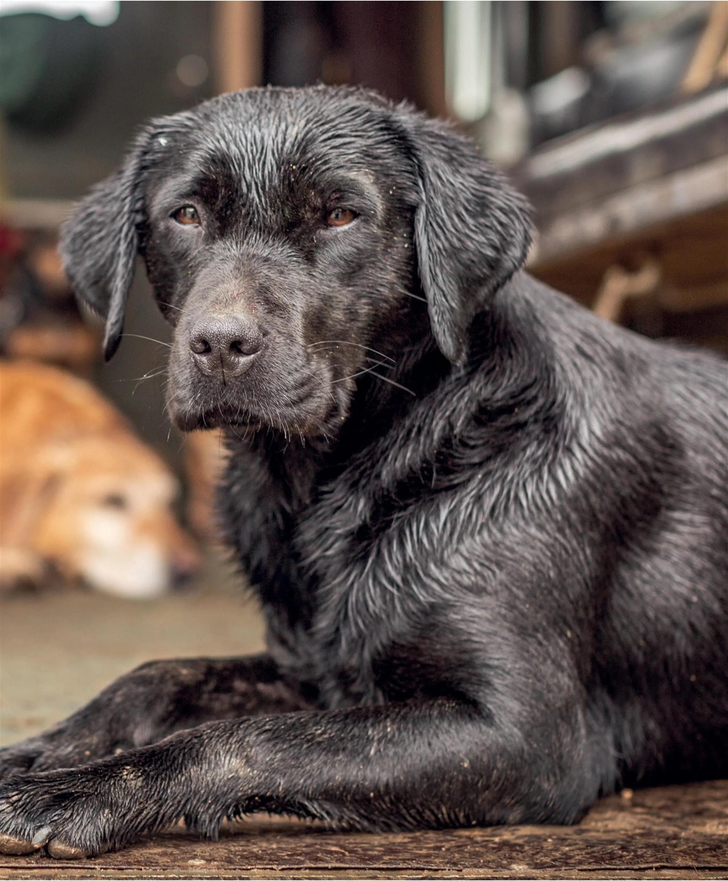 Gundog Journal Preview Pages
