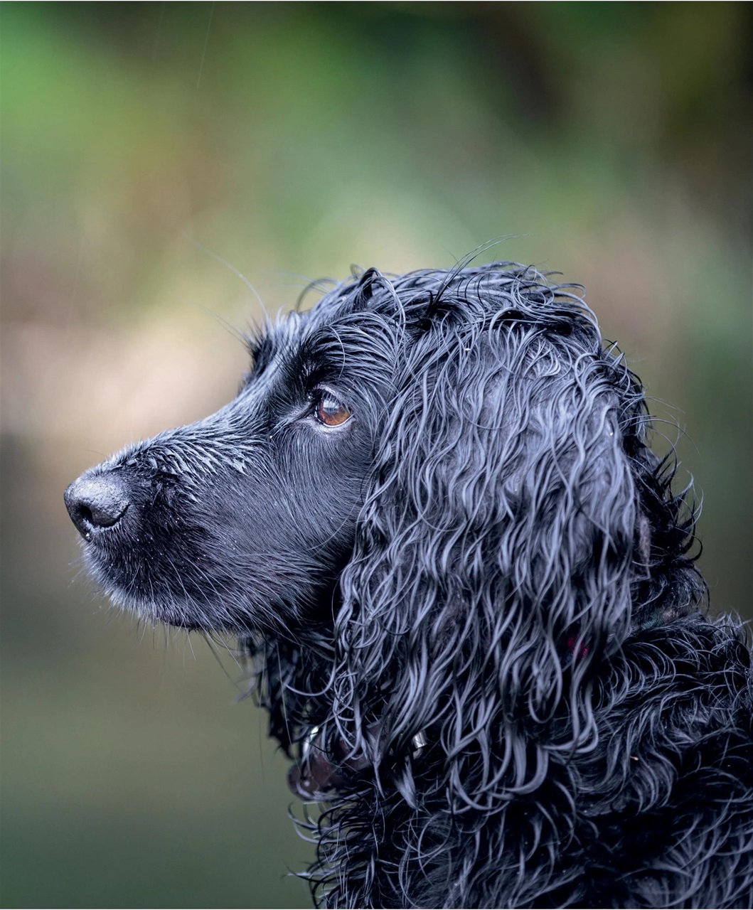 Gundog Journal Preview Pages