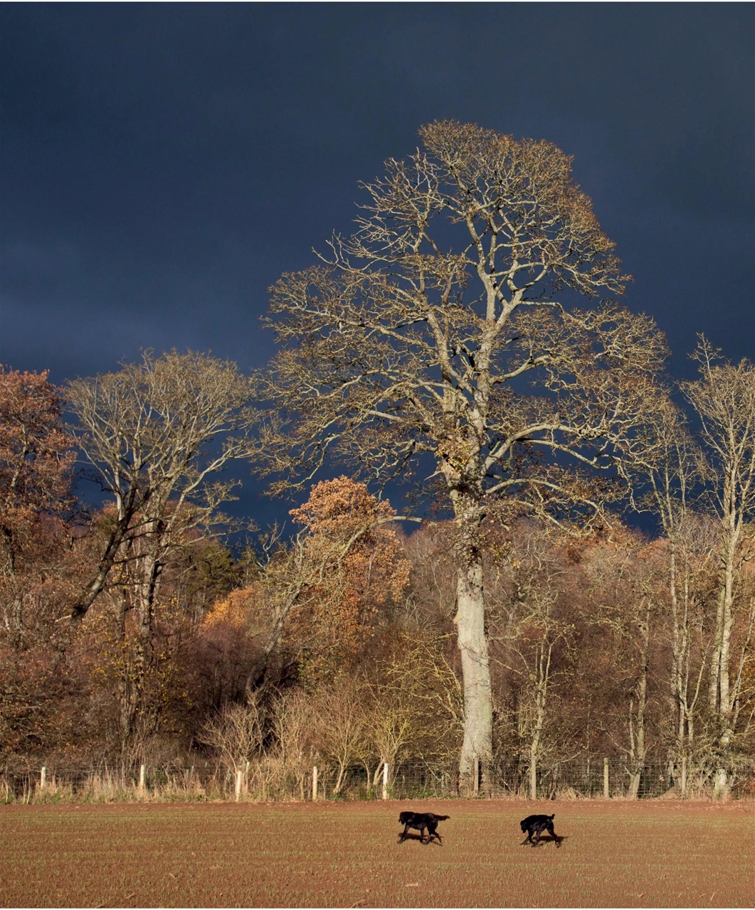 Gundog Journal Preview Pages
