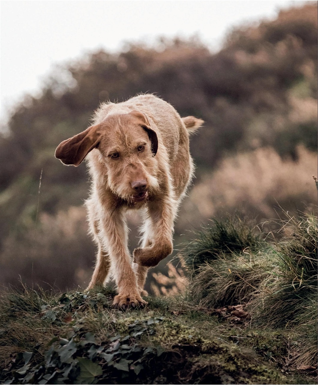 Gundog Journal Preview Pages