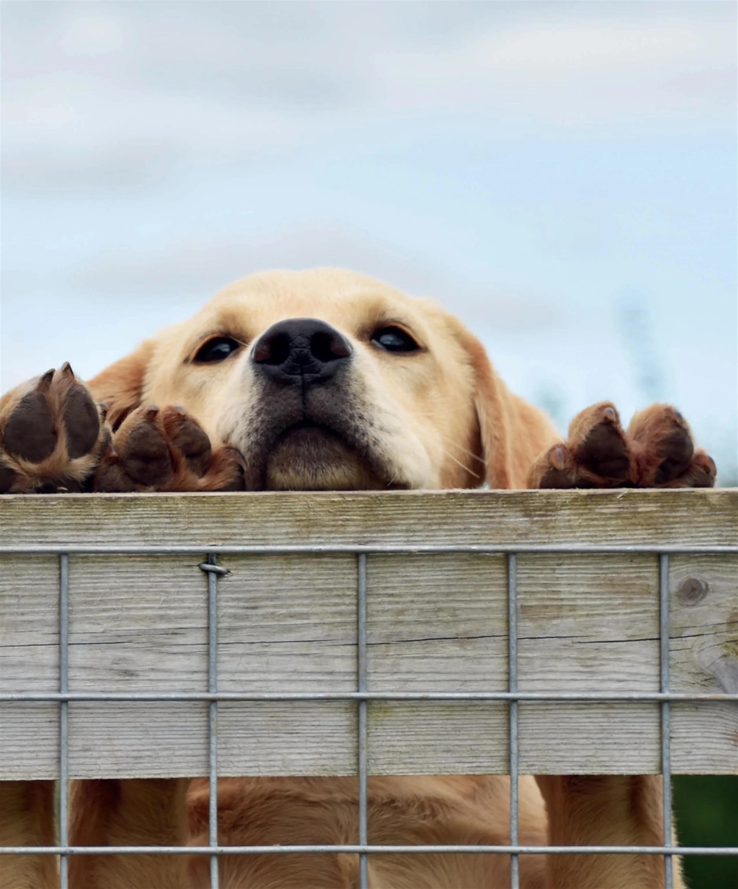 Gundog Journal Preview Pages