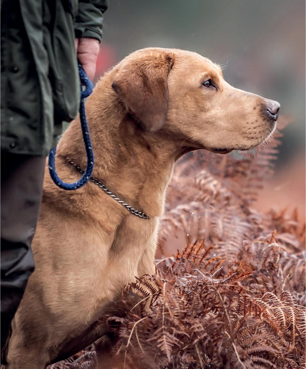 Gundog Journal Preview Pages