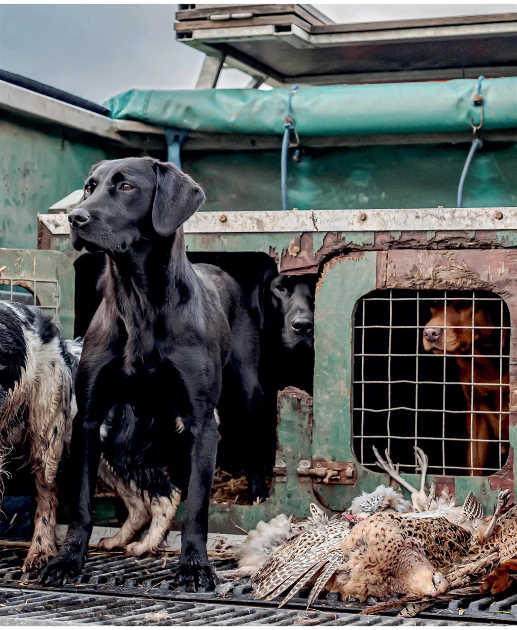 Gundog Journal Preview Pages