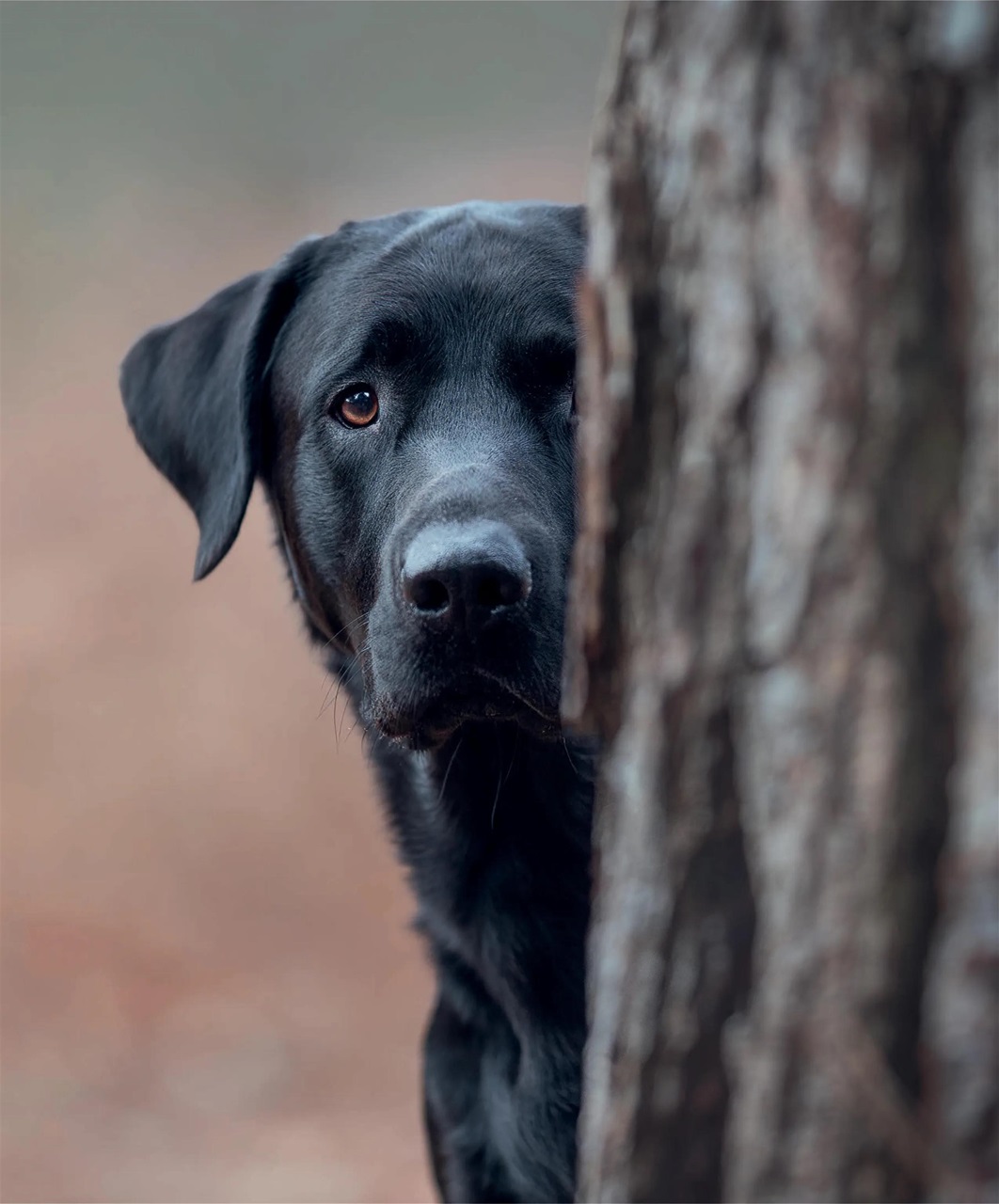 Gundog Journal Preview Pages