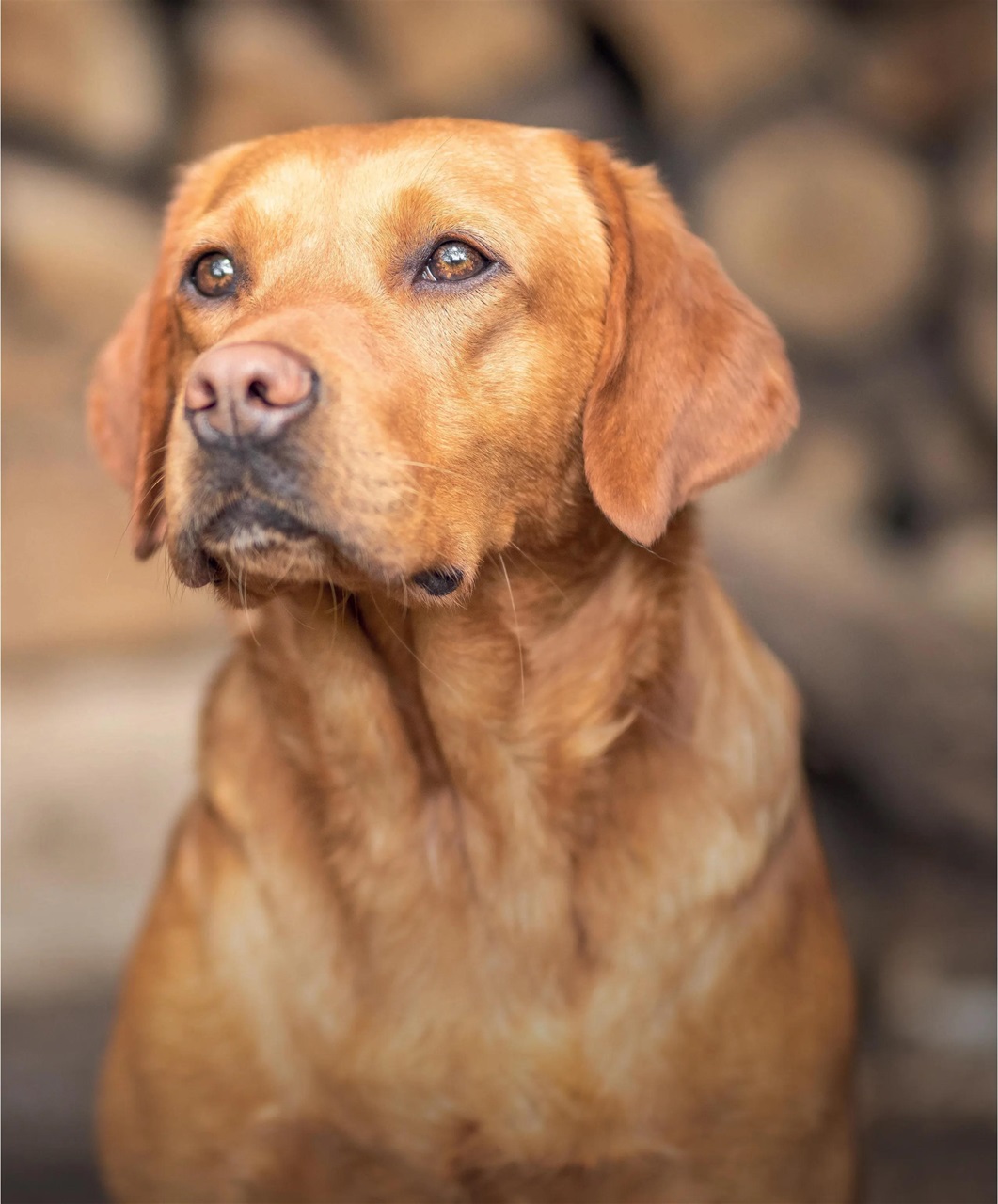 Gundog Journal Preview Pages