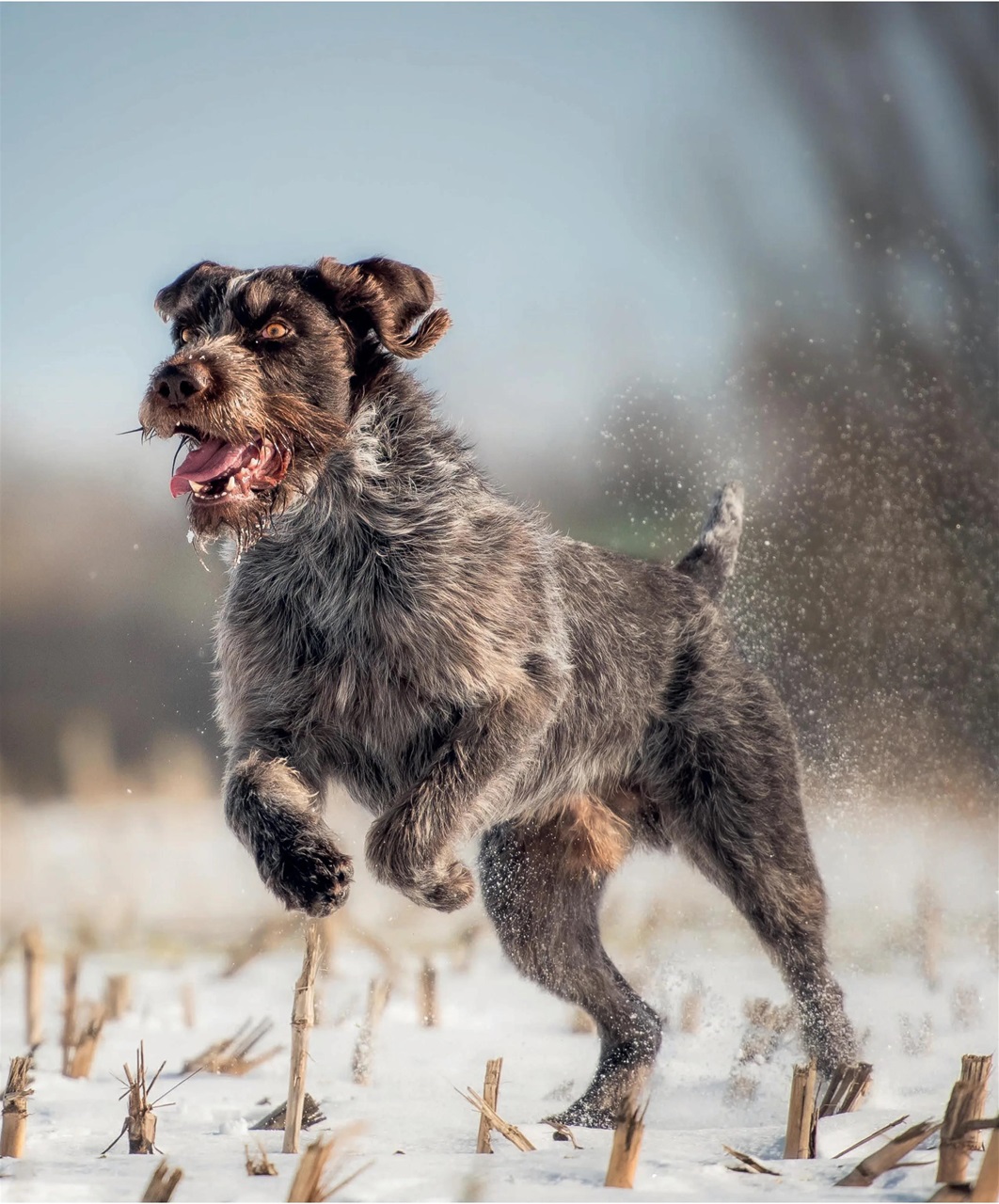 Gundog Journal Preview Pages