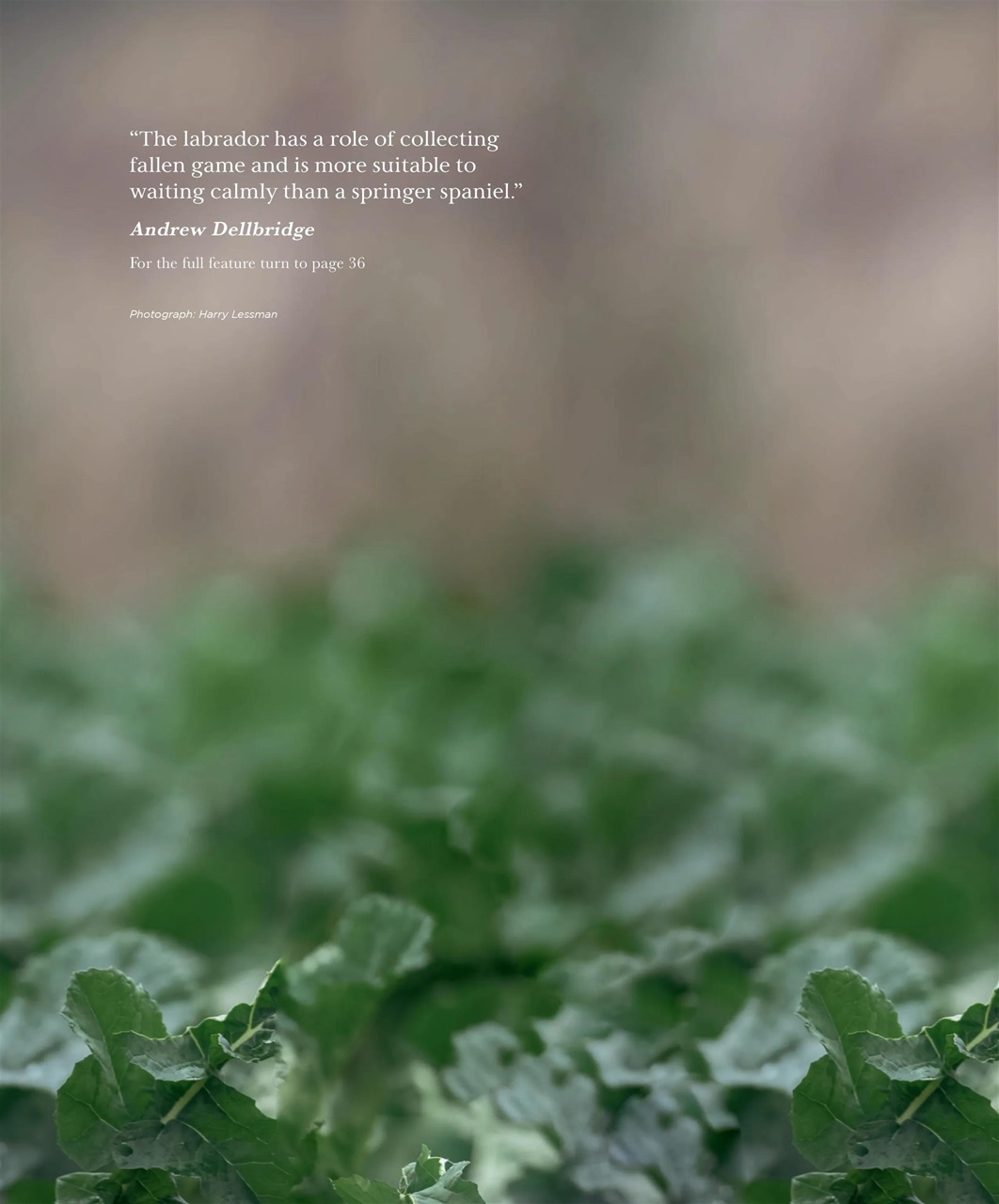 Gundog Journal Preview Pages