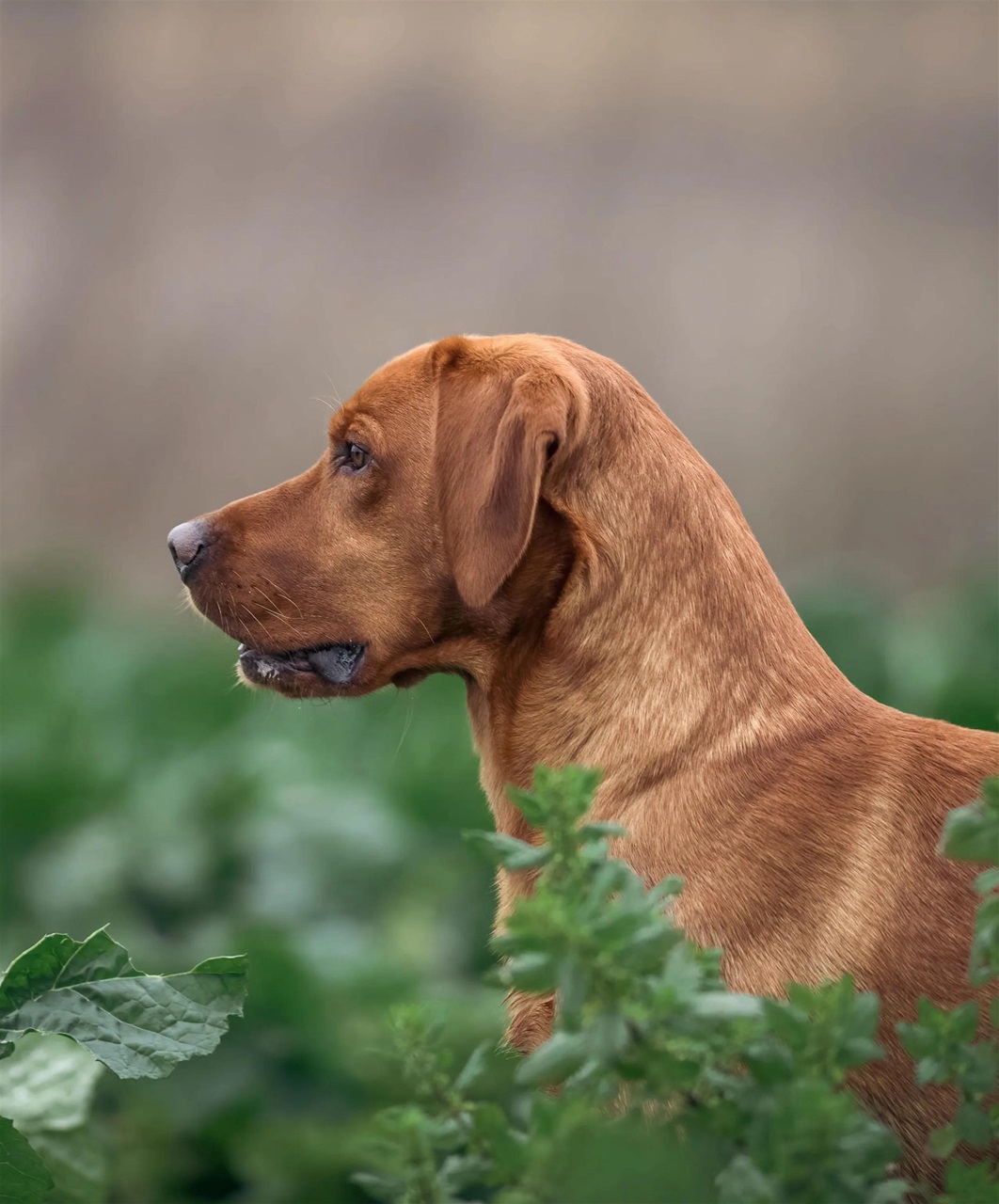 Gundog Journal Preview Pages