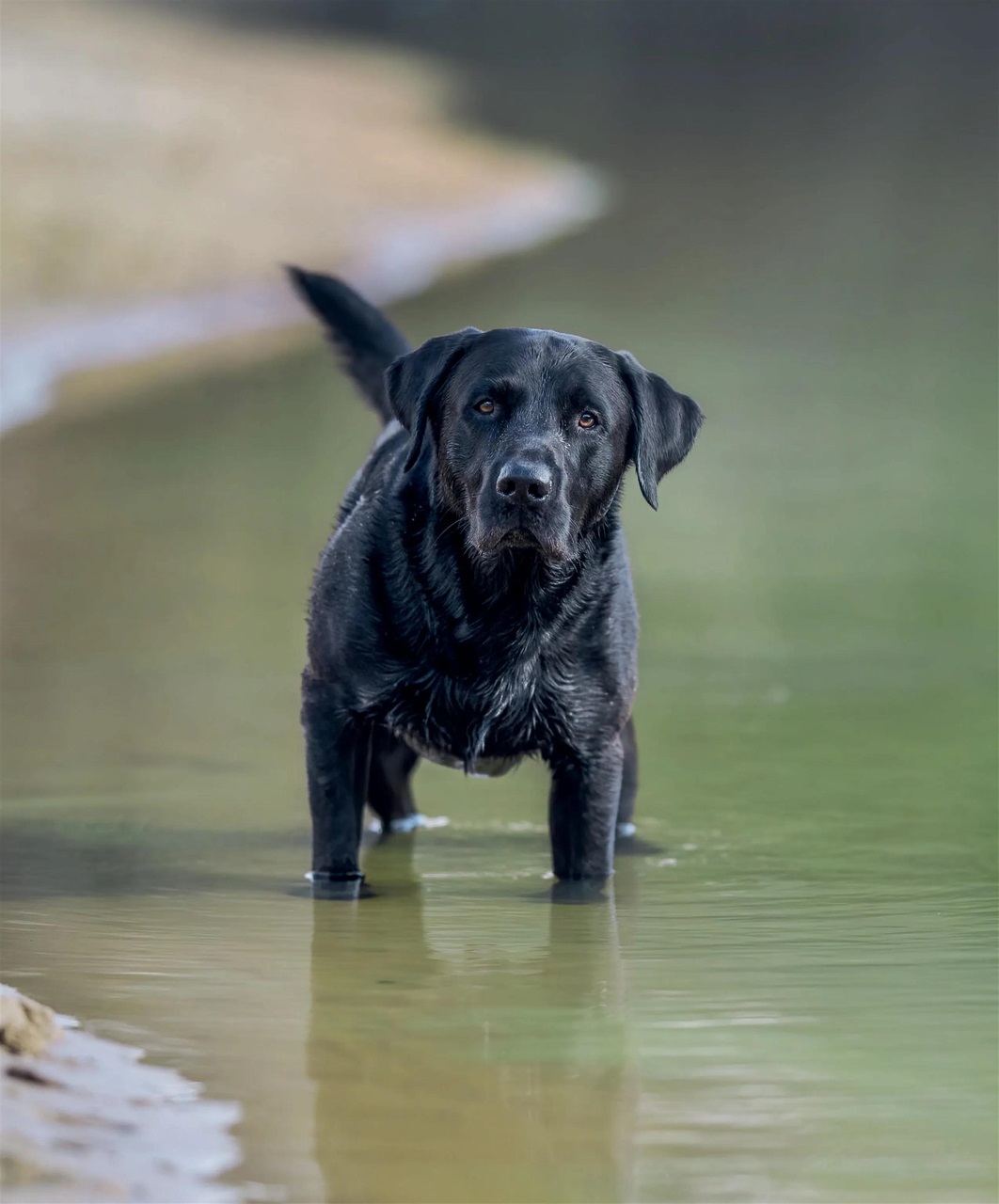 Gundog Journal Preview Pages