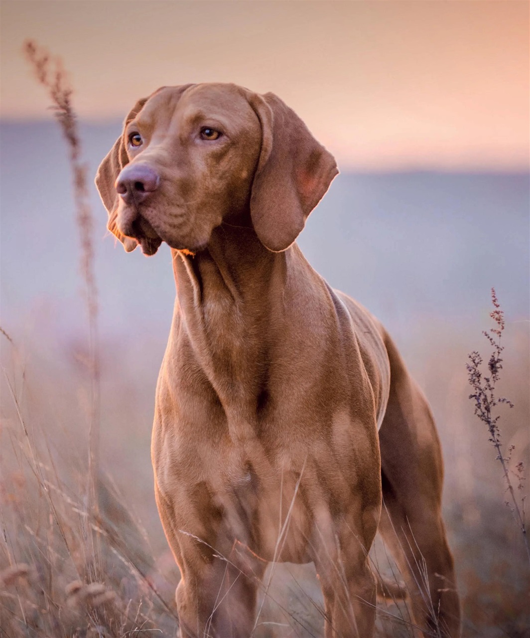 Gundog Journal Preview Pages