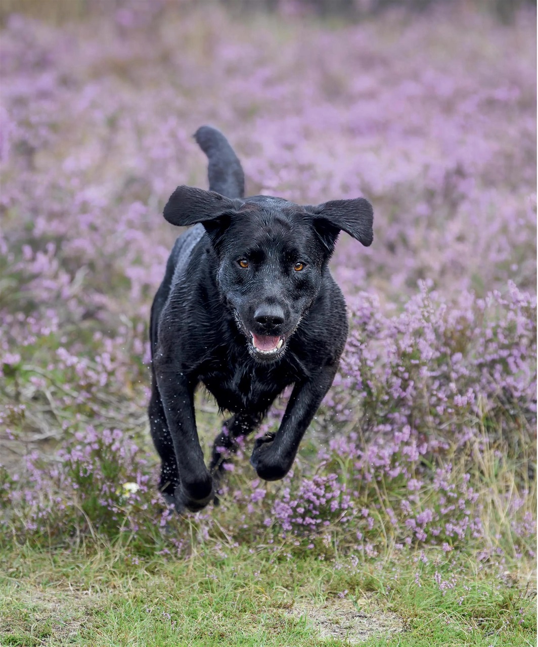 Gundog Journal Preview Pages