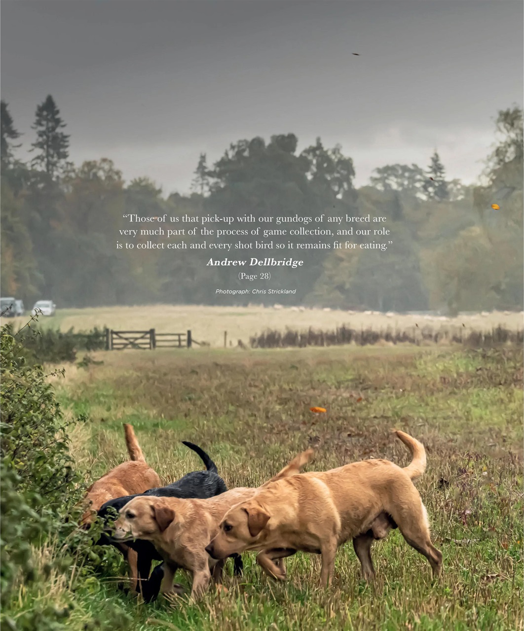 Gundog Journal Preview Pages