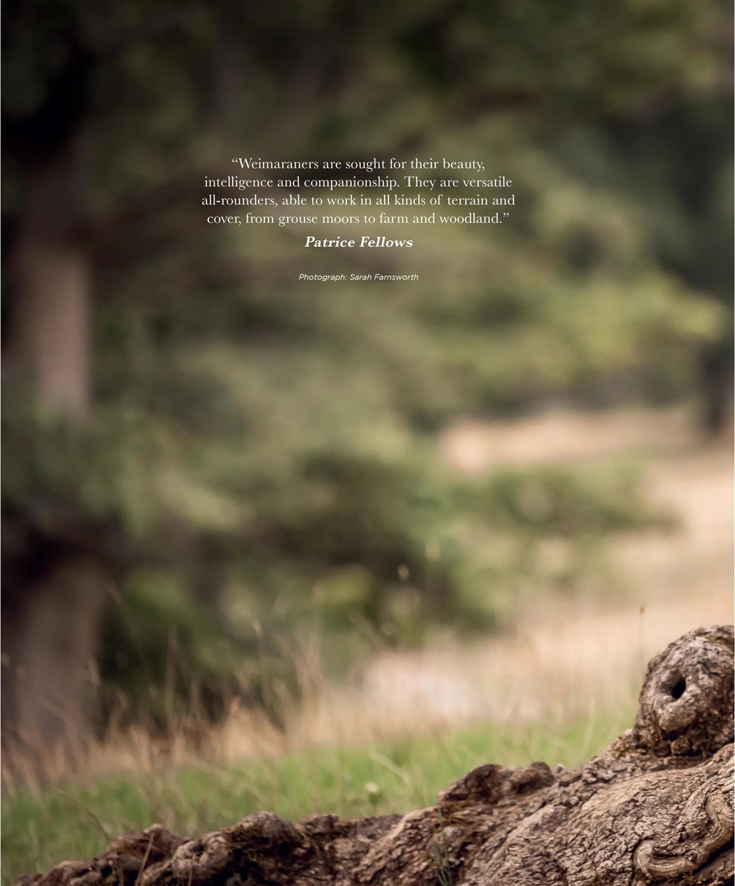 Gundog Journal Preview Pages