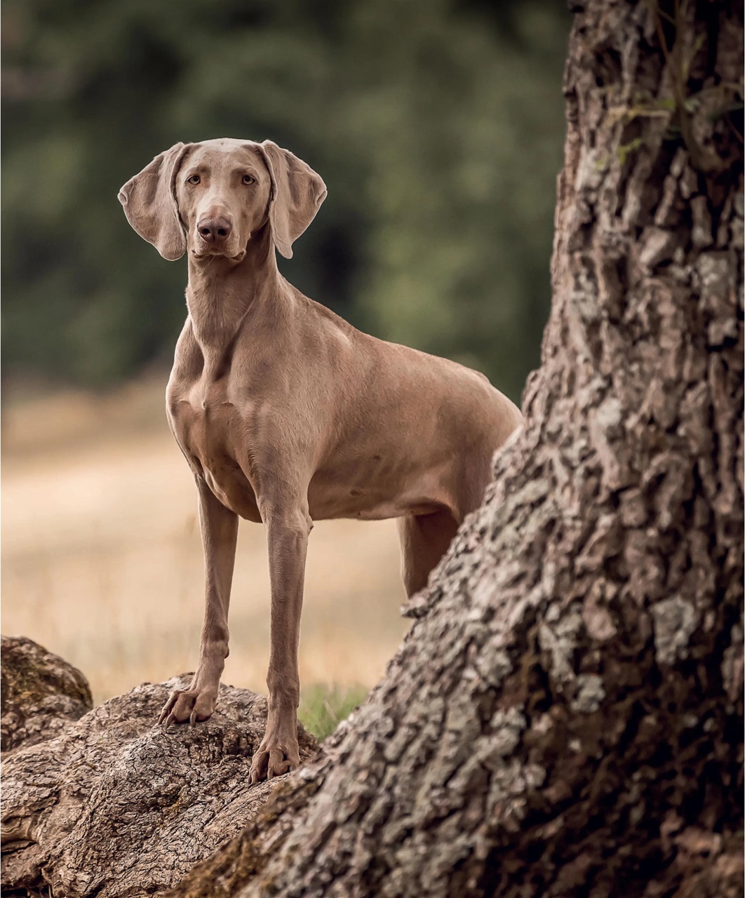 Gundog Journal Preview Pages