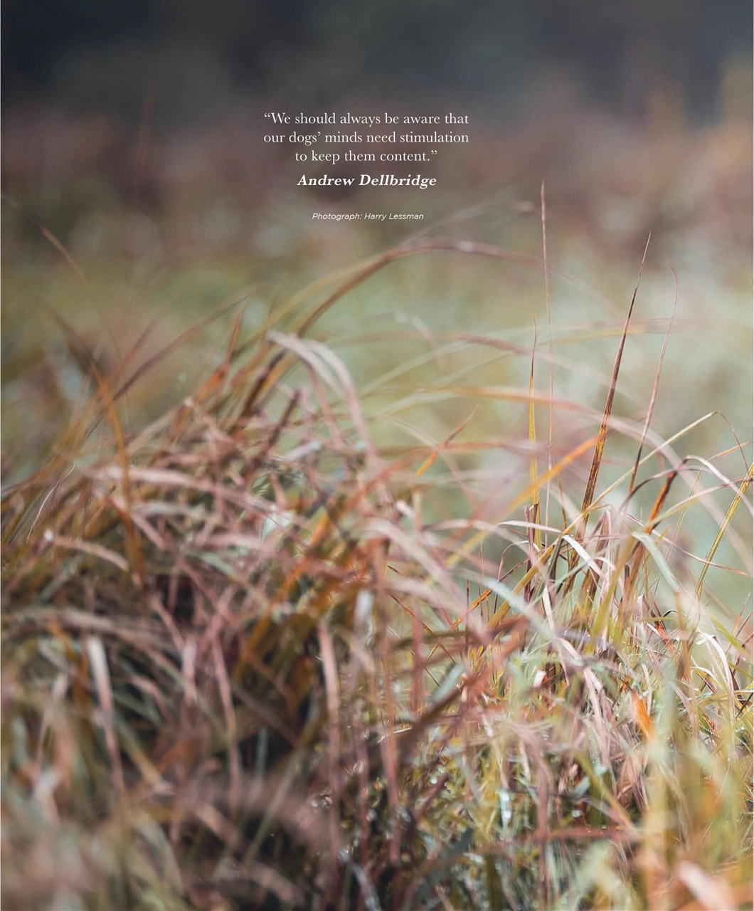 Gundog Journal Preview Pages