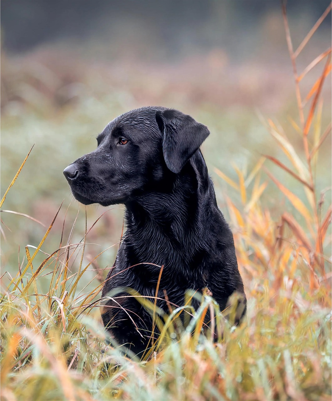 Gundog Journal Preview Pages