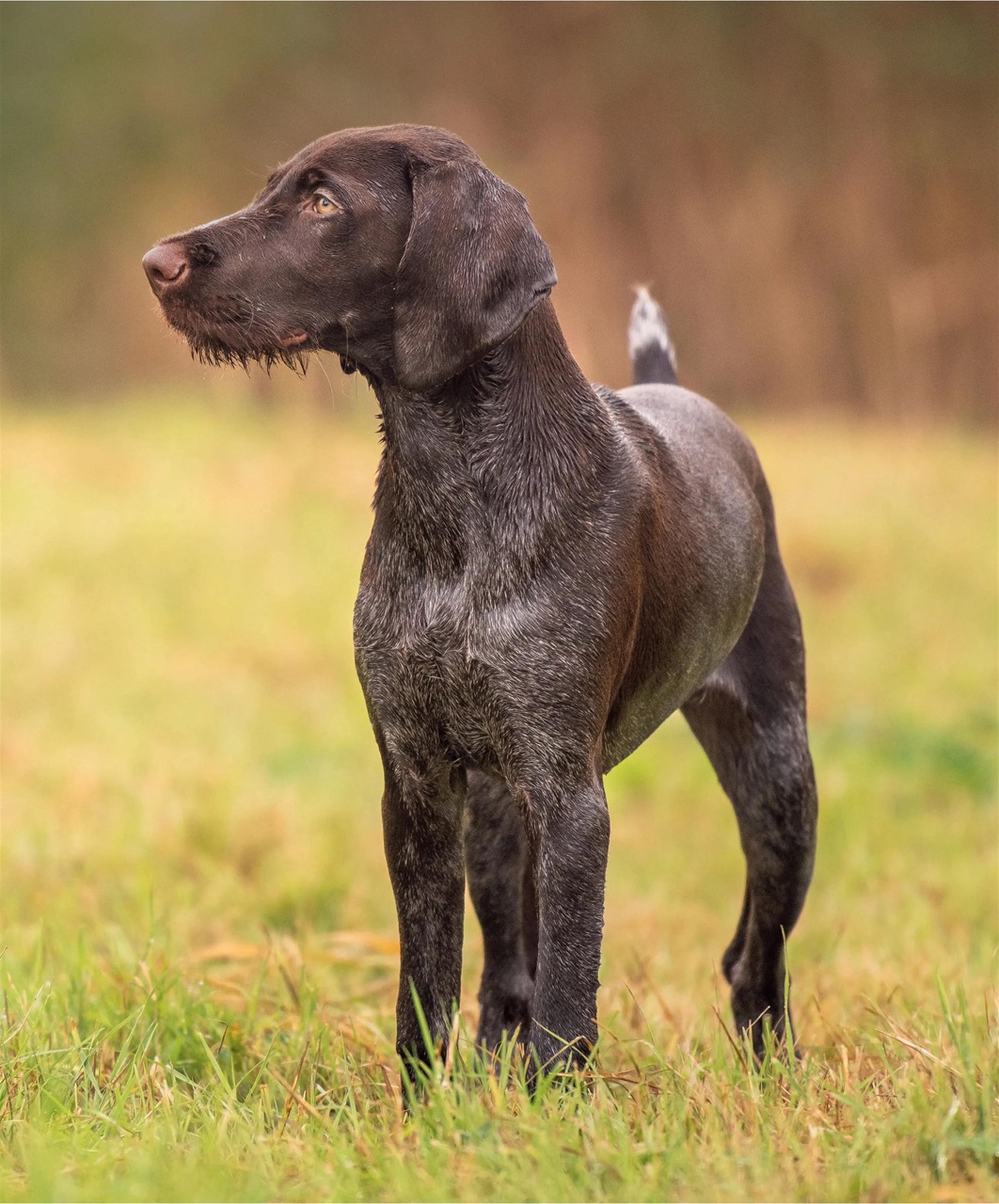 Gundog Journal Preview Pages